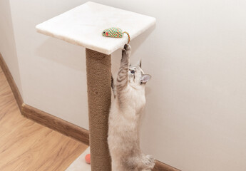 playful cat playing with mouse toy and climbing scratching post. Pet training