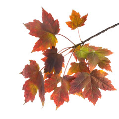 isolated image of autumn leaves close up
