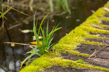 moss-covered wooden pier on the river