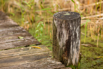 moss-covered wooden pier on the river