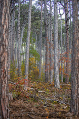 Obraz premium misty autumn forest