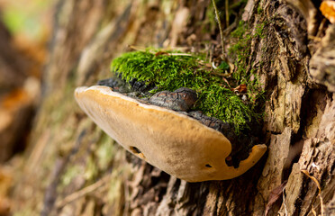 mushroom parasite grows on a tree in the forest