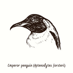 Emperor penguin (Aptenodytes forsteri) face side view portrait. Ink black and white doodle drawing in woodcut style