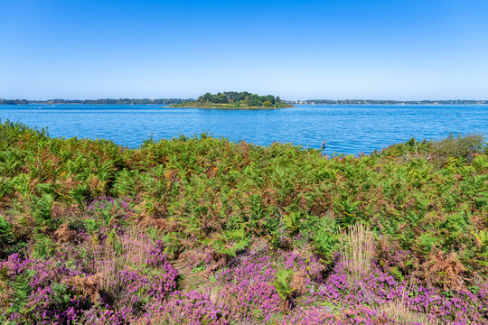 Ile-aux-Moines in the Morbihan gulf, heather and fern on the moor, typical landscape in summer

