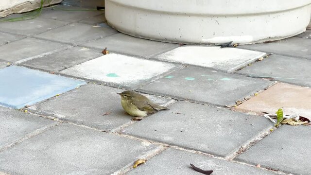 A small frightened bird warbler sits on the paving slabs and breathes heavily