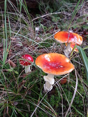 Fliegenpilz