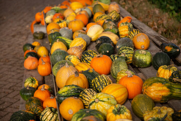 Pumpkins and gourds for decoration, eating, and pumpkin carving. Ready for halloween.