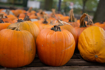 A lot of pumpkins on a table from a side view.