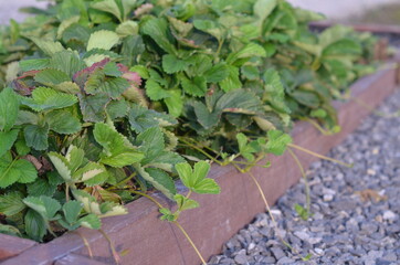 strawberries in the garden
