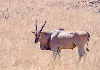 Naklejka na ściany i meble The Eland Antelope, also known as the common eland, is a savannah and plains antelope found in Africa