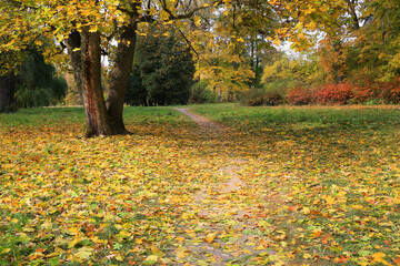 Autumn scen in park