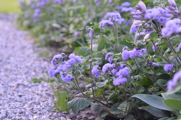 Obraz premium flowers in the garden