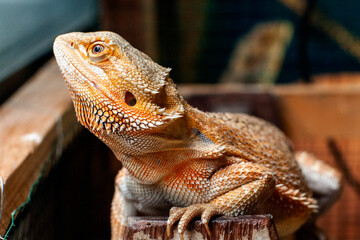 Beard dragon reptile sunbath in enclosure.
