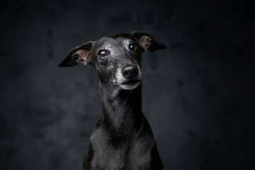 Portrait of cute black dog italian greyhound breed