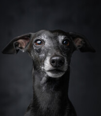 Headshot of adorable italian greyhound with pure black fur
