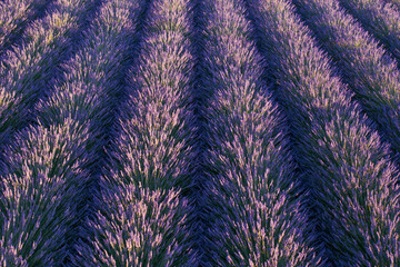 Top view of violet blooming lavender fields with even rows of bushes 