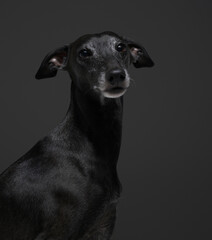 Portrait of italian greyhound with black fur against dark background