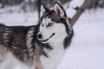 Cute Siberian husky is playing in the snow on a cold winter day