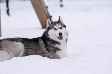 Cute Siberian husky is playing in the snow on a cold winter day