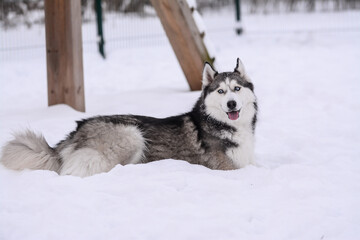 Cute Siberian husky is playing in the snow on a cold winter day