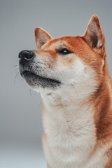 Portrait of japanese purebred puppy against gray background