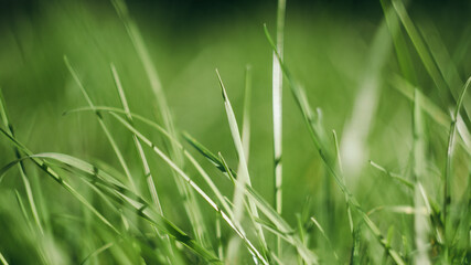 Fresh green grass closeup, soft focus