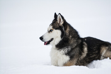 Cute Siberian husky is playing in the snow on a cold winter day