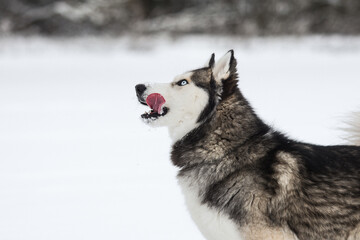 Cute Siberian husky is playing in the snow on a cold winter day