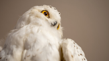 portrait of a white owl, bottom view, snowy owl, selective focus, yellow eyes, close-up