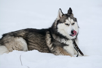 Cute Siberian husky is playing in the snow on a cold winter day