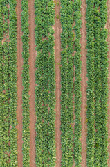 beds of young cabbage growing on the farm, aerial view. agricultural field of cabbage planted in rows