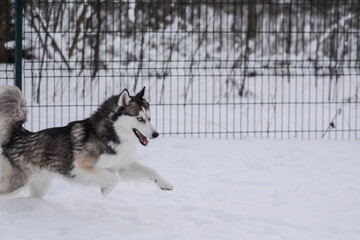 Cute Siberian husky is playing in the snow on a cold winter day