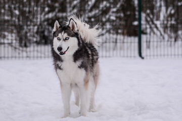 Cute Siberian husky is playing in the snow on a cold winter day