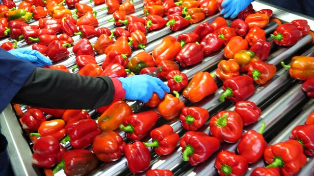 Shot of workers hand picking and placing red bell peppers on conveyor belt for further processing in the food industry factory. Concept of agriculture factory. Fresh organic vegetable merchandise