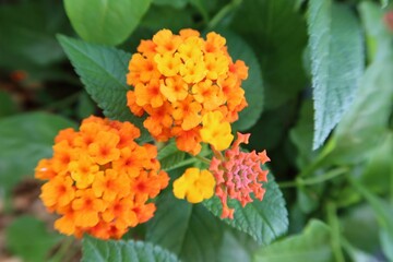 orange flowers in the garden