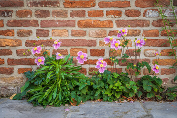 flowers in fron of al brickwall