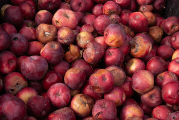 Apples
