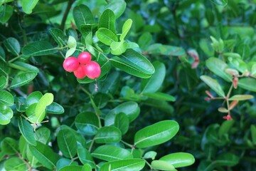 red berries on a bush