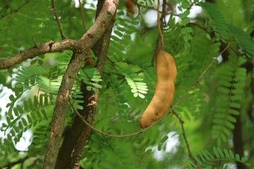 Fresh brown sour tamarind on organic fruit tree in select focus garden.