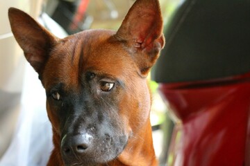 Obraz premium portrait of a horse