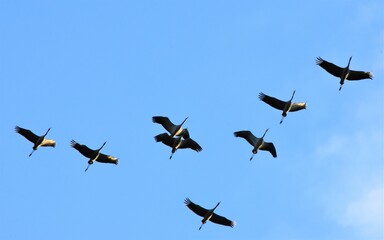 the flight of a school of cranes under the blue sky