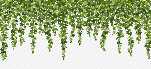Ivy curtain, green creeper vines isolated on white background. Vector illustration in flat cartoon style