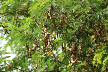 Fresh brown sour tamarind on organic fruit tree in select focus garden.