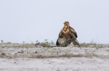 long-legged buzzard stock photo.long-legged buzzard is a bird of prey found widely in several parts of Eurasia and in North Africa.
