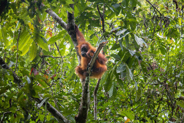 Orangutan in Sumatra