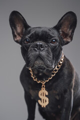 Cool black bulldog with dollar chain against gray background