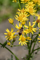 A Common drone fly, Eristalis tenax, resting and feeding from the yellow flowers of a ragwort plant, Senecio jacobaea