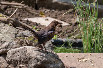 A female juvenile blackbird, Turdus merula, perched on a rock looking at some birdfood on a flat stone in front of a garden pond. Bird is alert with its wings partially dropped