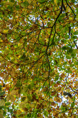 Back light Fall leaf canopy