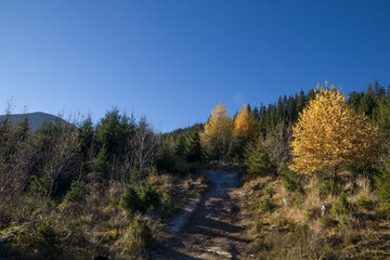 Fototapeta na wymiar autumn in the Carpathian mountains